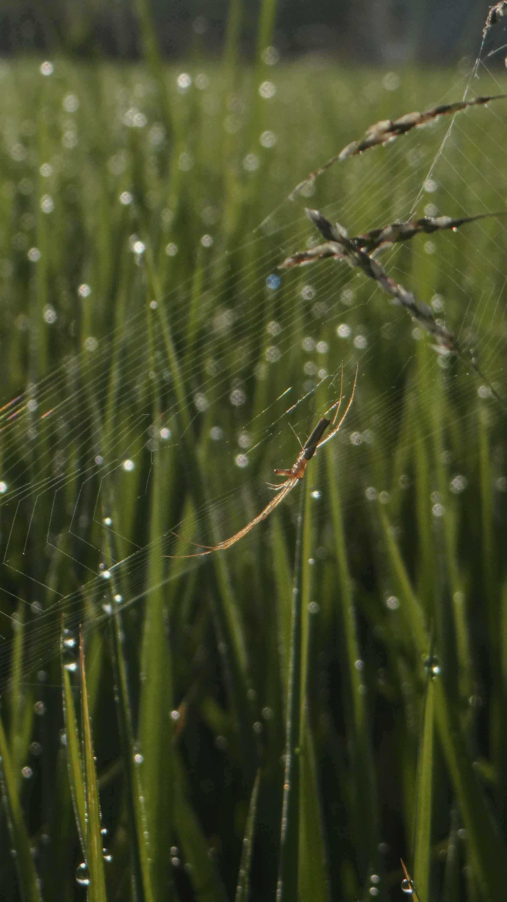 Photo by huy_nguyen_minh