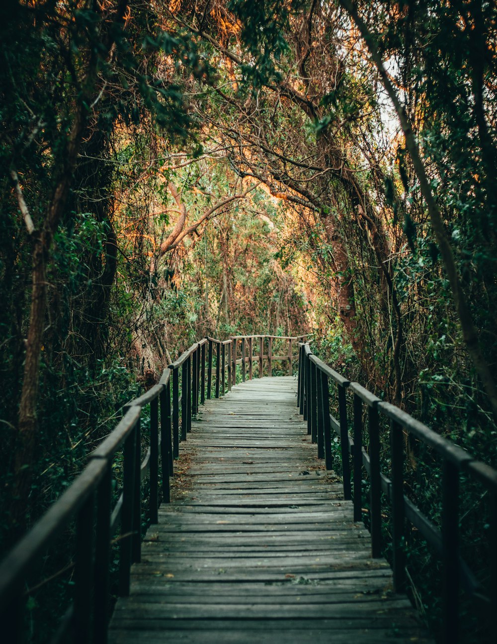 Braune Holzbrücke im Wald tagsüber