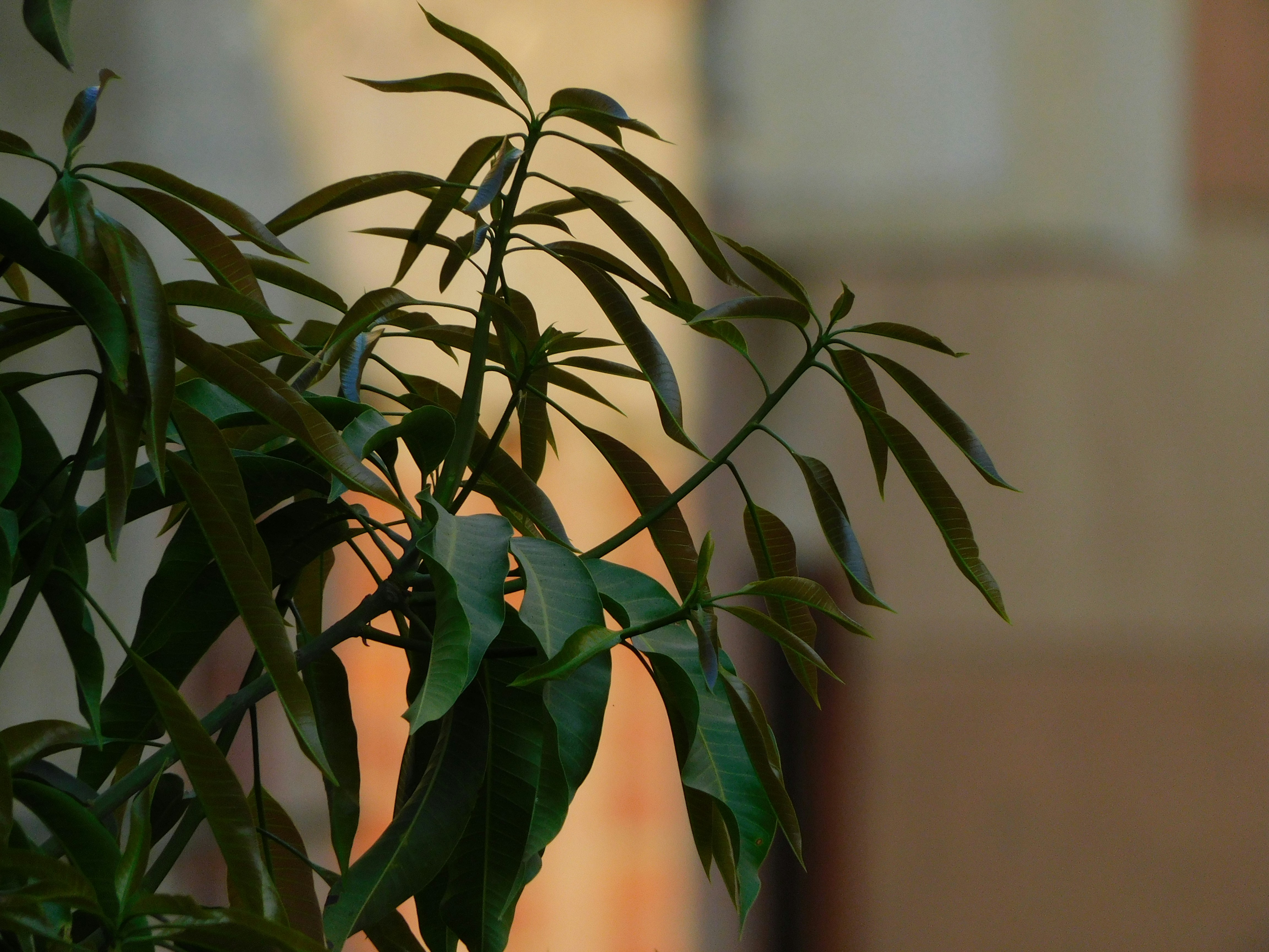 green plant in brown pot