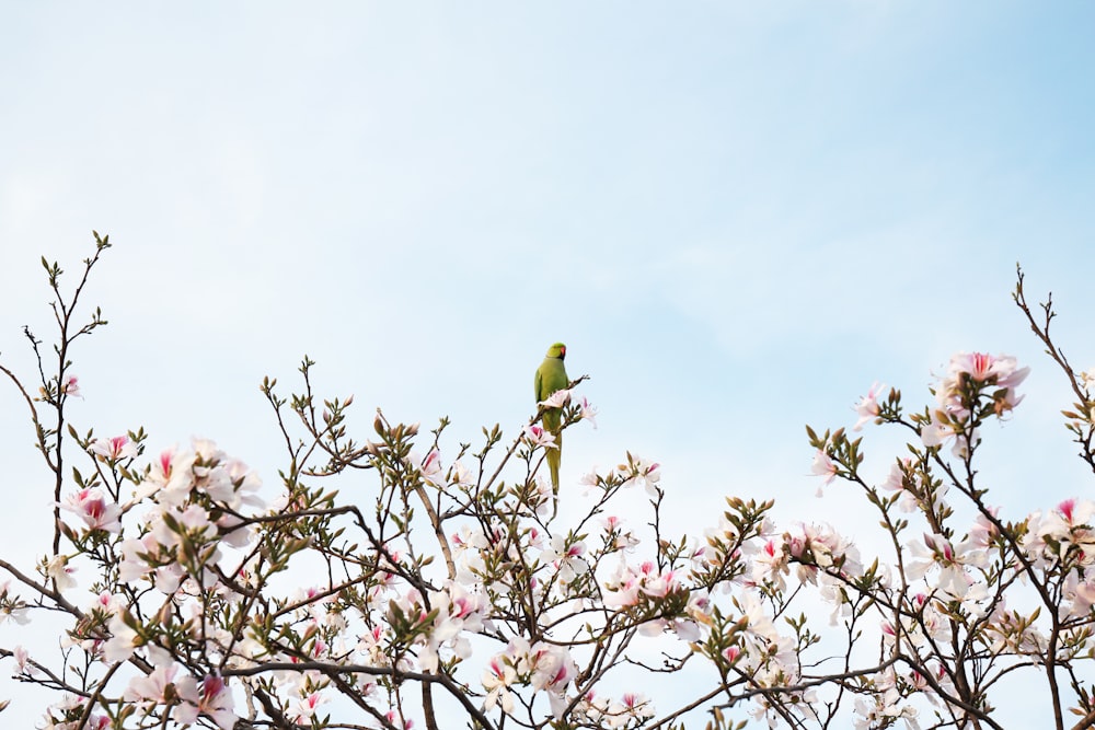 yellow bird perched on pink flower during daytime