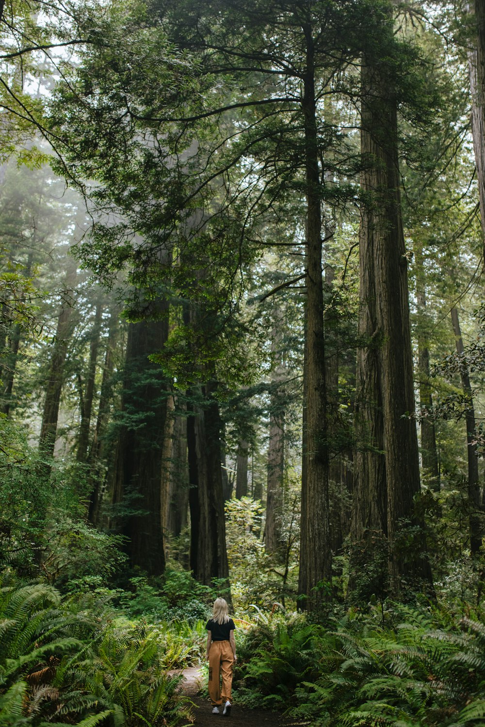 green trees in forest during daytime