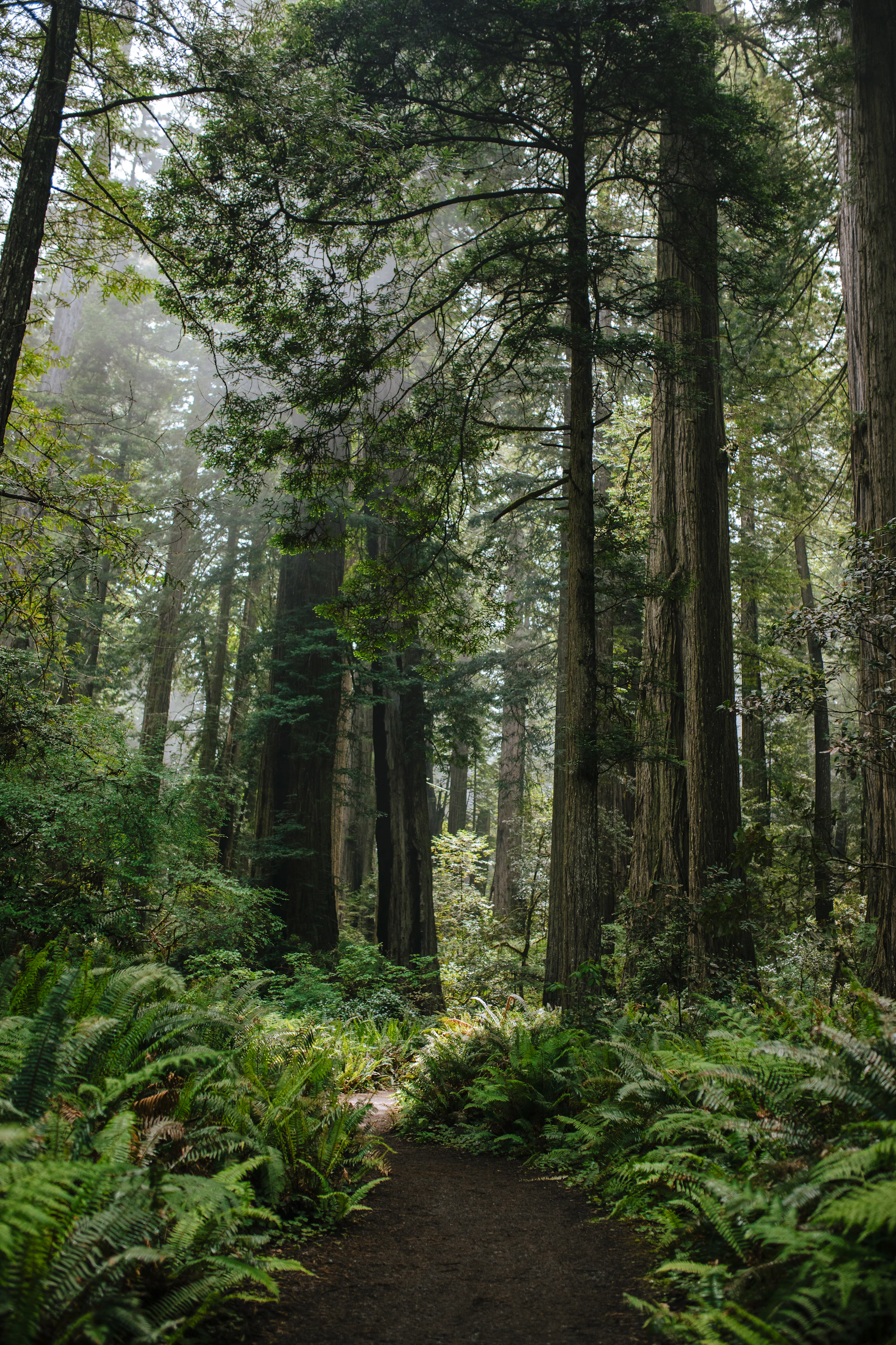 green trees and plants during daytime