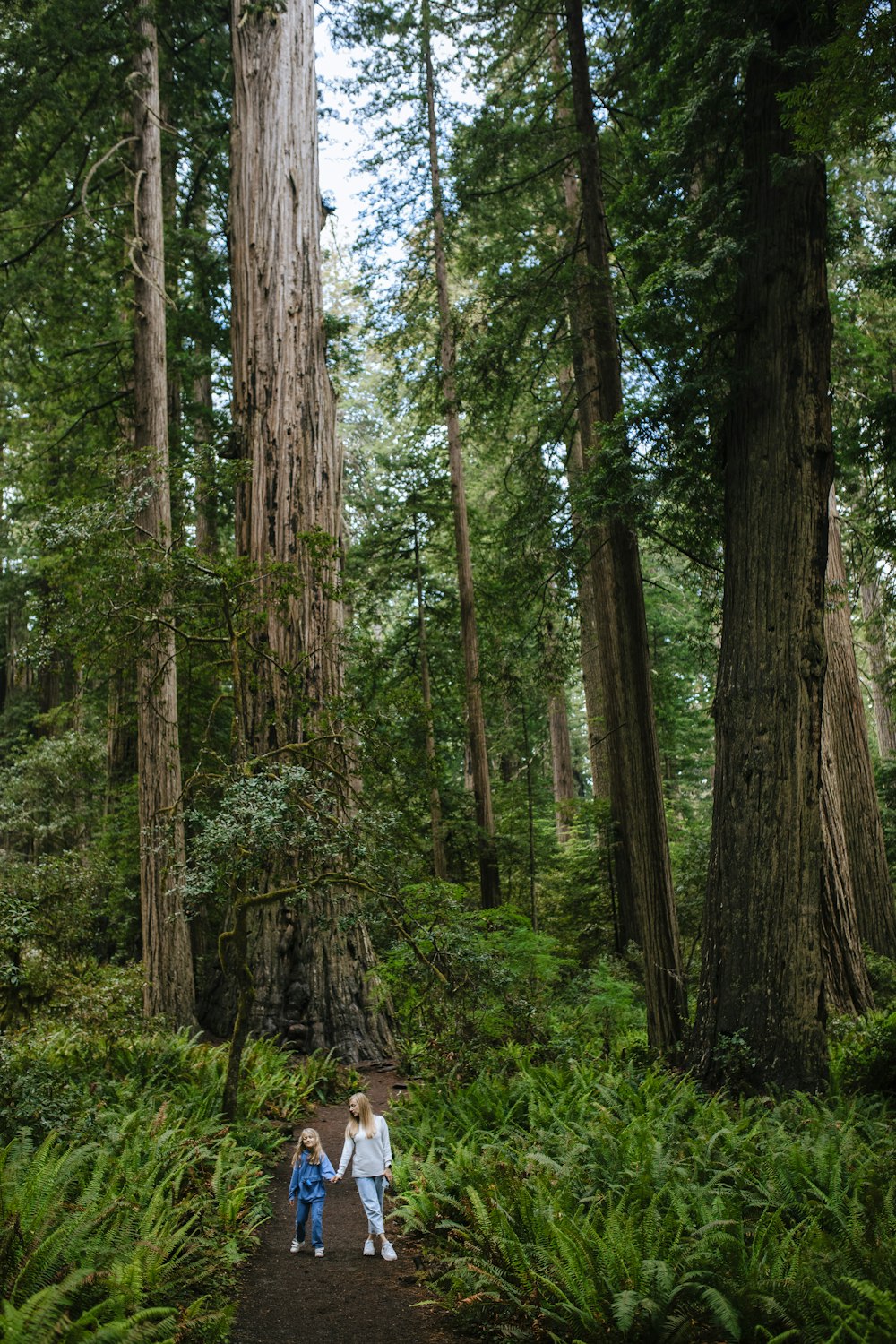 green and brown trees during daytime