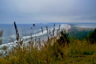 green grass near body of water during daytime