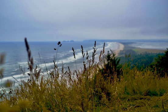 green grass near body of water during daytime