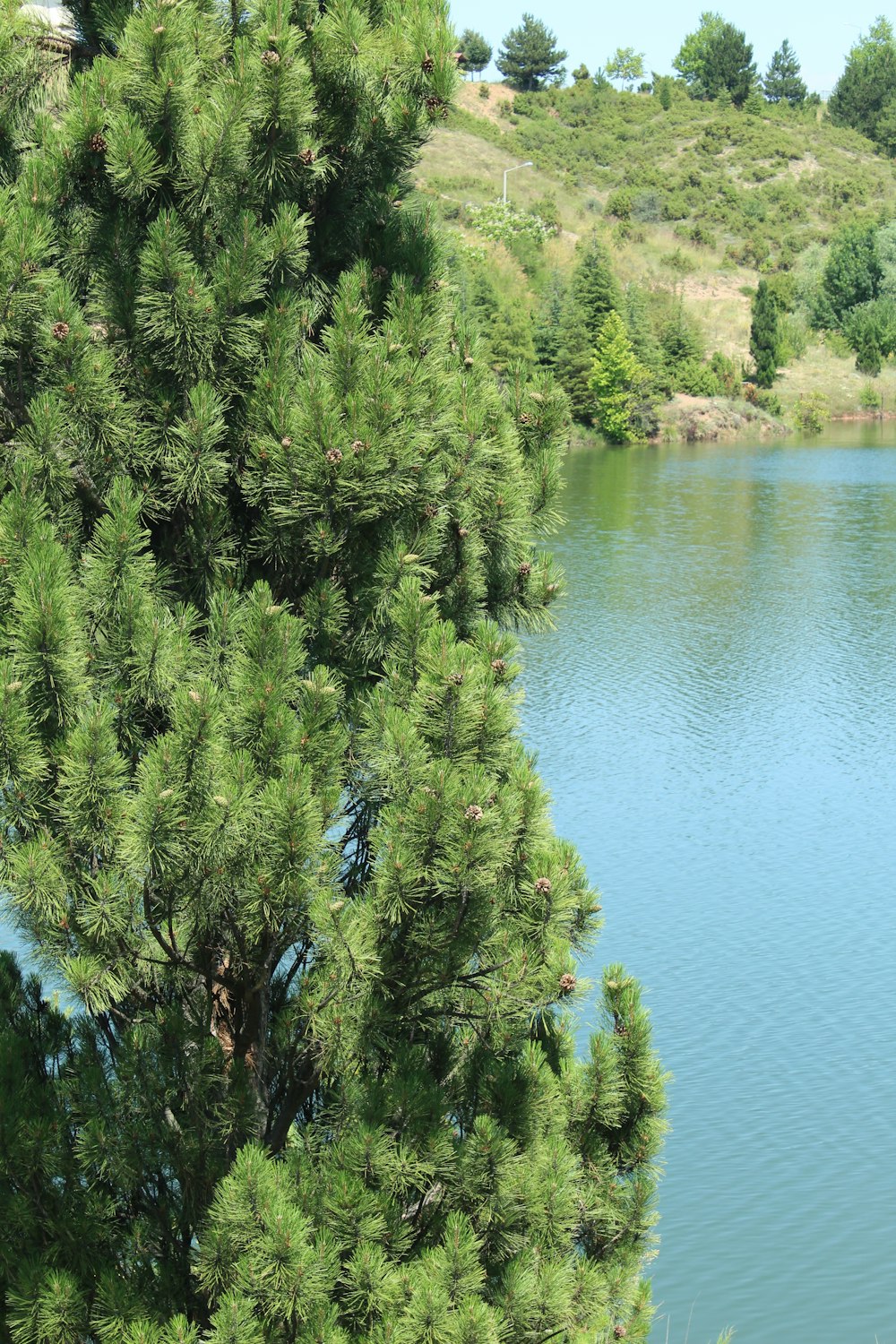 green pine tree near lake during daytime