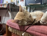 A light-colored cat is resting on a cushioned chair with a woven texture. In the background, there is a desk covered by a patterned fabric, some electronic devices, and a monitor displaying code or text. The setting appears to be indoors, possibly a home office or study space.