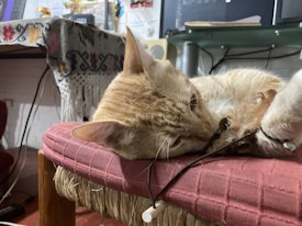 A light-colored cat is resting on a cushioned chair with a woven texture. In the background, there is a desk covered by a patterned fabric, some electronic devices, and a monitor displaying code or text. The setting appears to be indoors, possibly a home office or study space.
