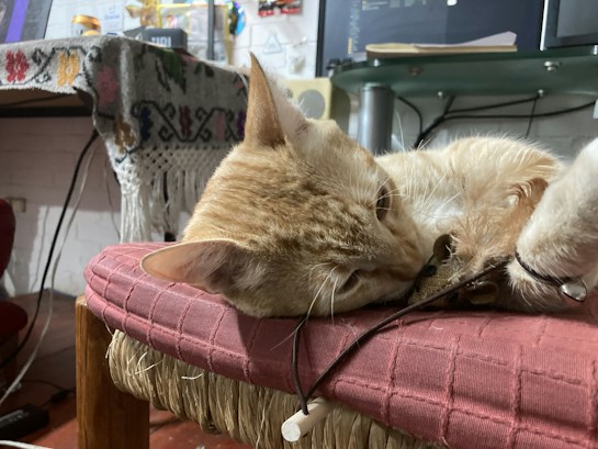 A light-colored cat is resting on a cushioned chair with a woven texture. In the background, there is a desk covered by a patterned fabric, some electronic devices, and a monitor displaying code or text. The setting appears to be indoors, possibly a home office or study space.