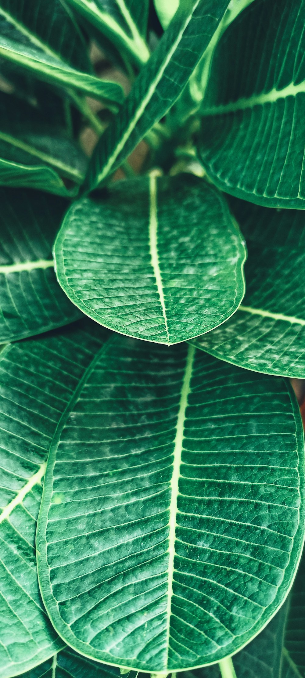 green leaf in close up photography