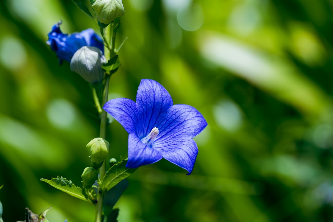 blue flower in tilt shift lens