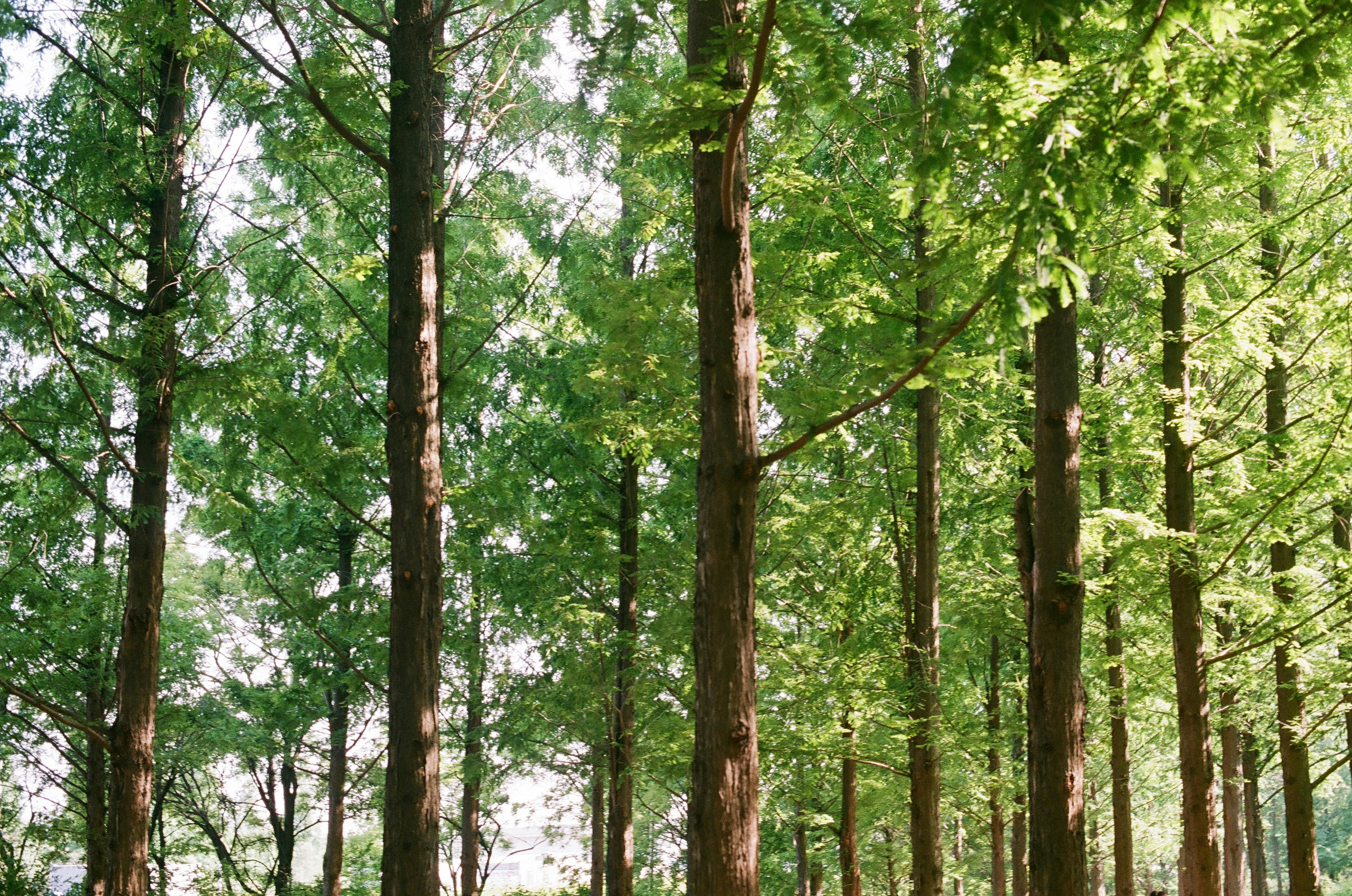 green and brown trees during daytime