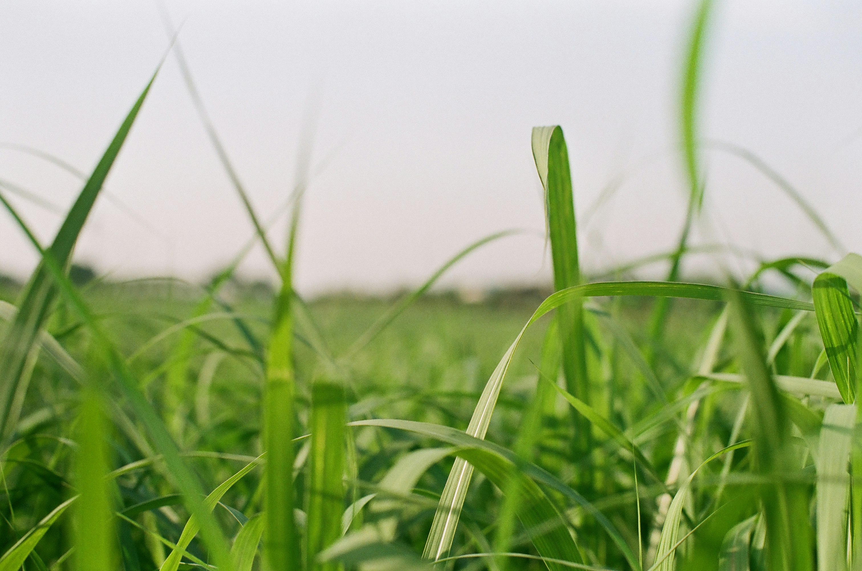 green grass field during daytime