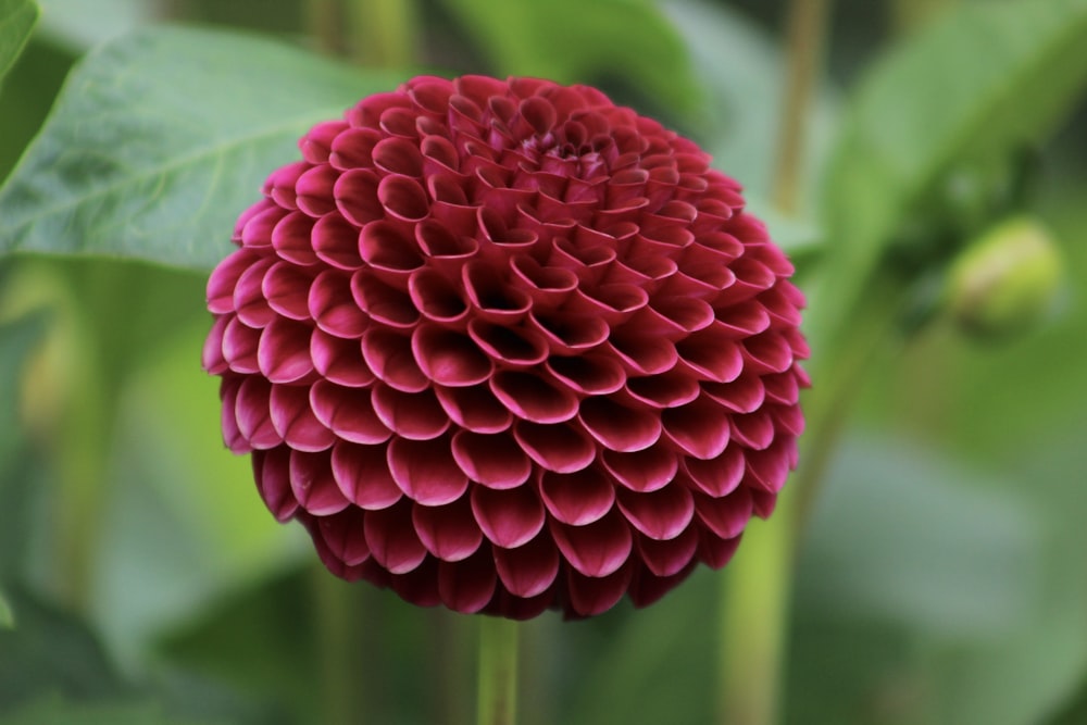 red flower in macro lens