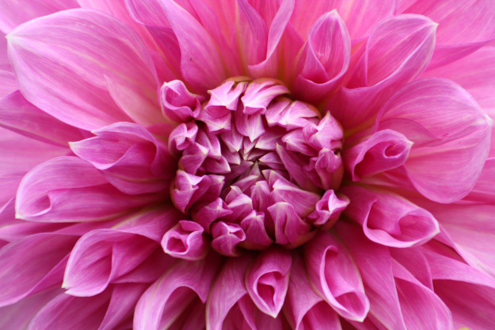 pink flower in macro shot