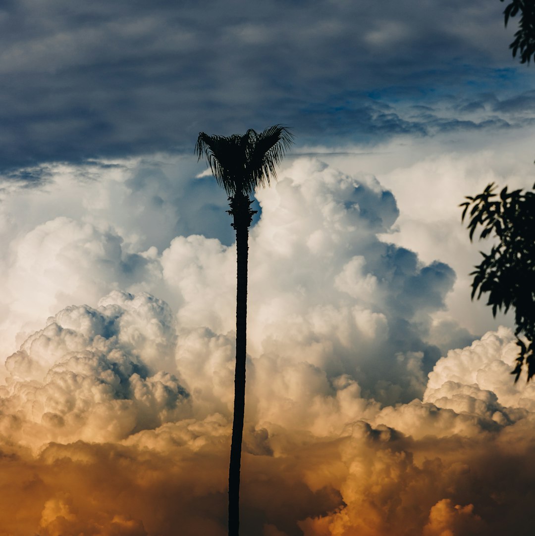 silhouette of palm tree under cloudy sky during sunset