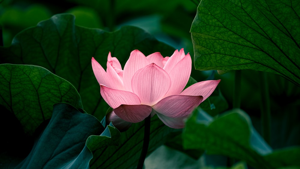 Flor de loto rosa en flor durante el día