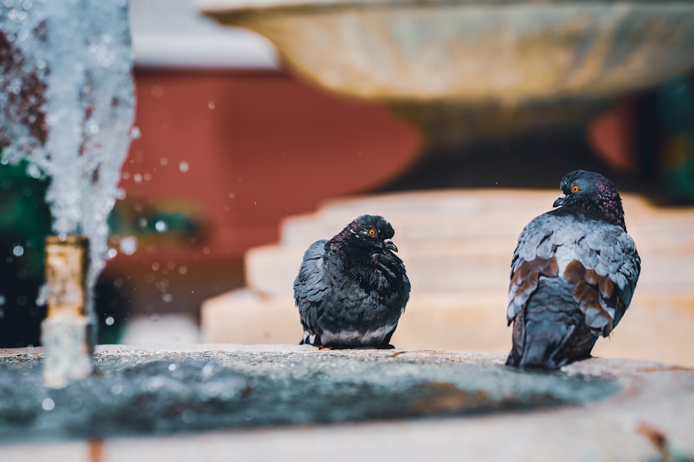 pigeon noir et gris sur surface en béton gris