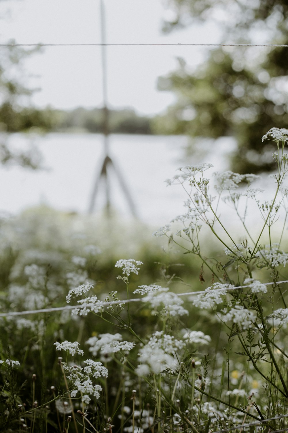 white flower in tilt shift lens