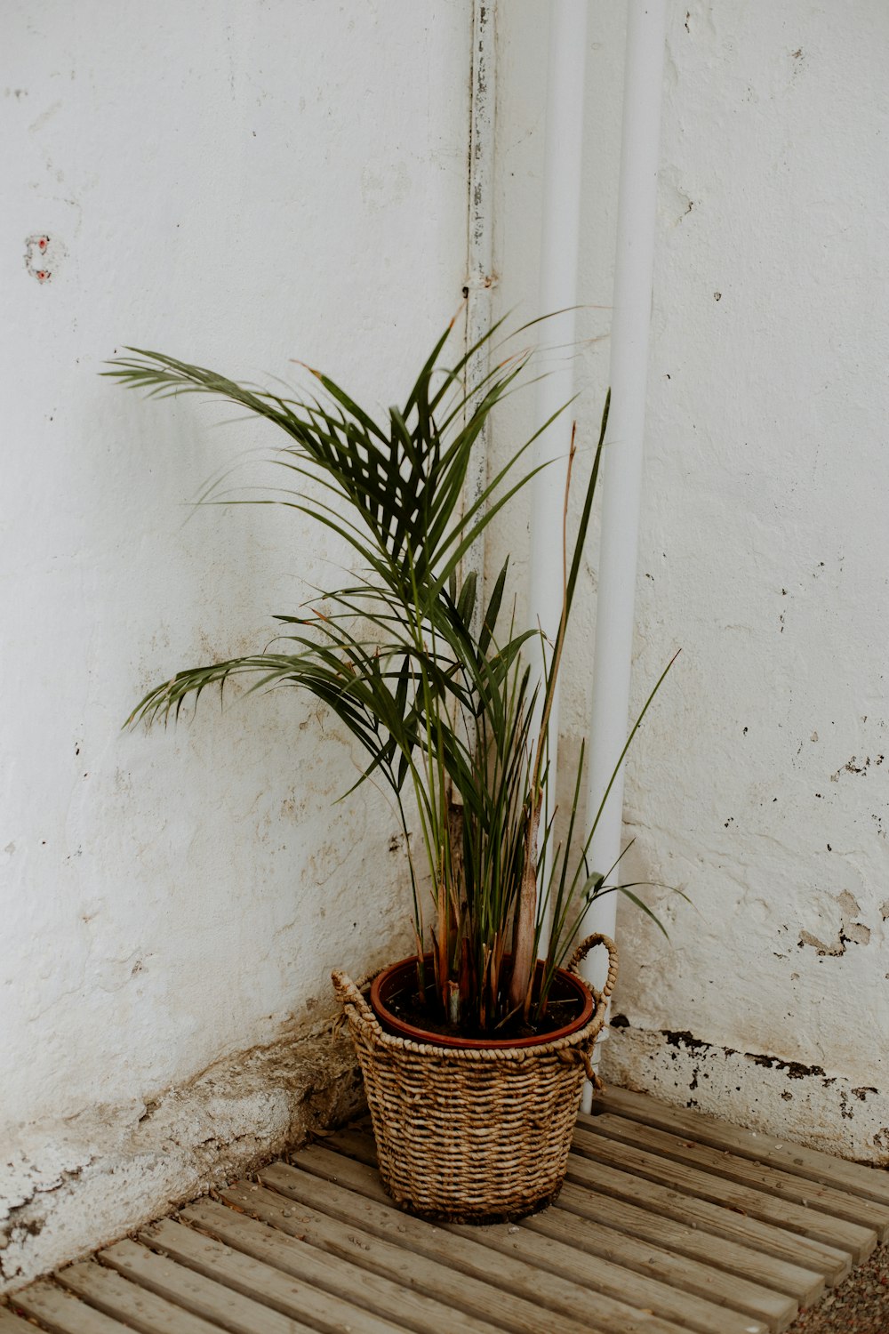 green plant on brown woven pot