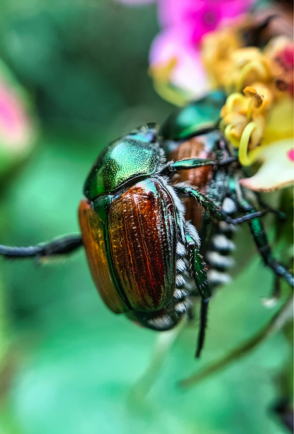 黄色い花にとまる緑と黒のカブトムシが昼間の接写で