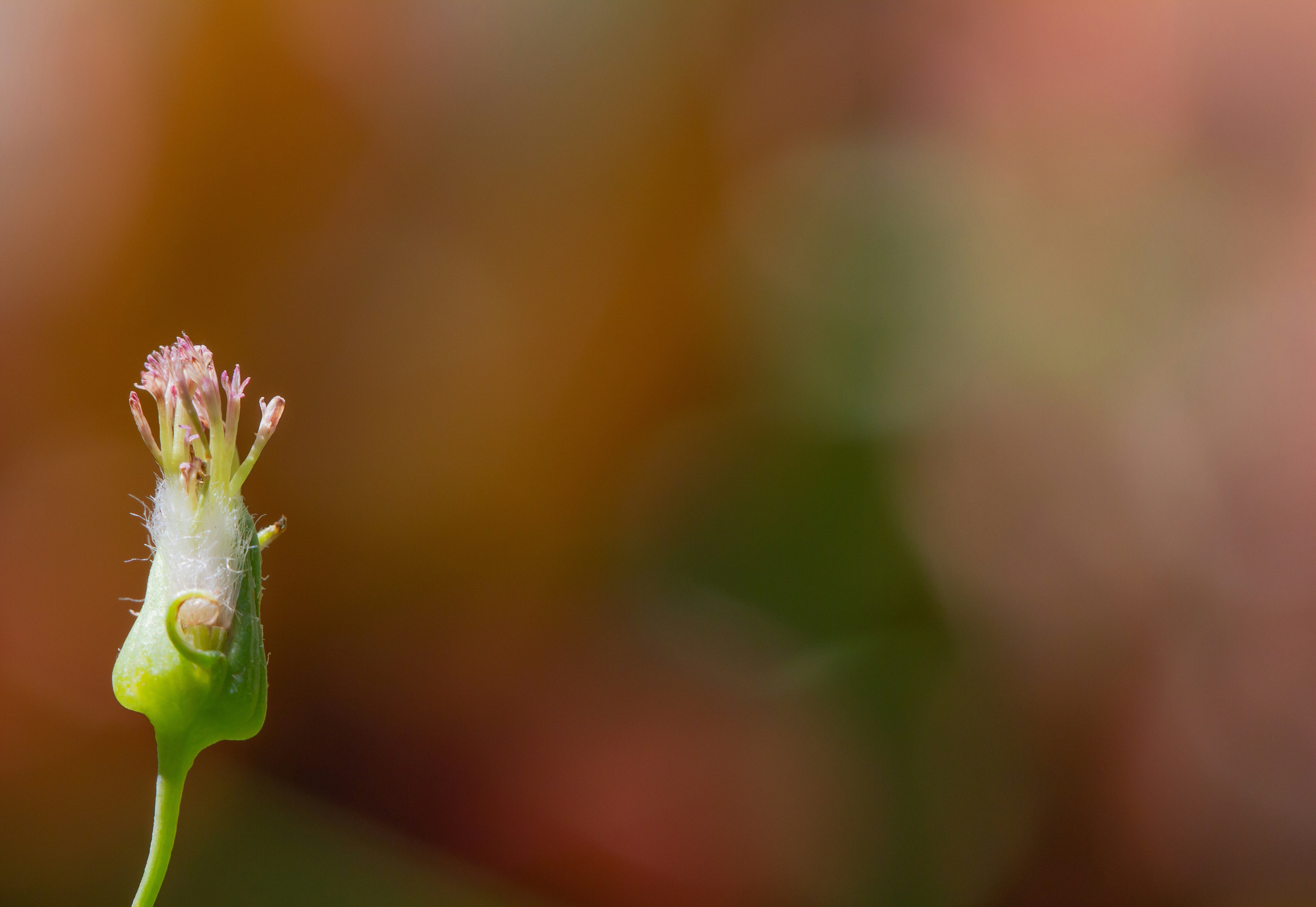 green plant in macro lens