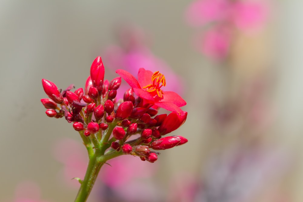 red flower in tilt shift lens