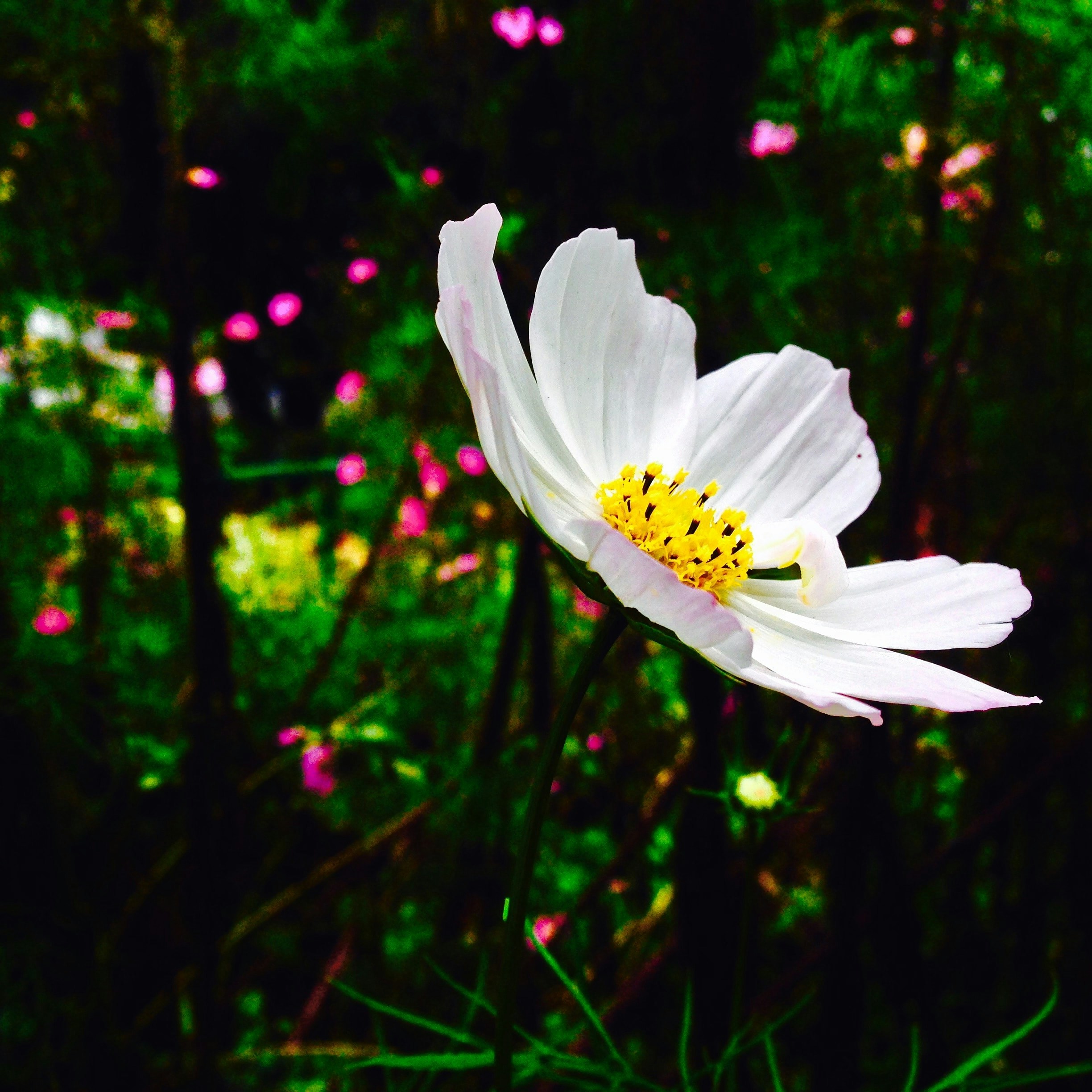 Photo by adityanasokan