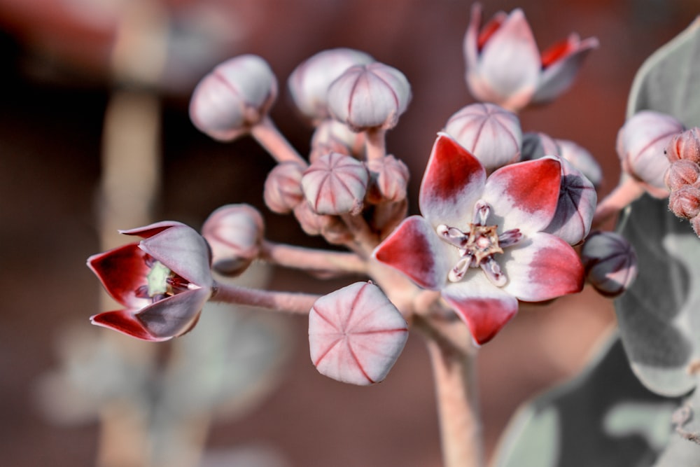 white and red flower in tilt shift lens