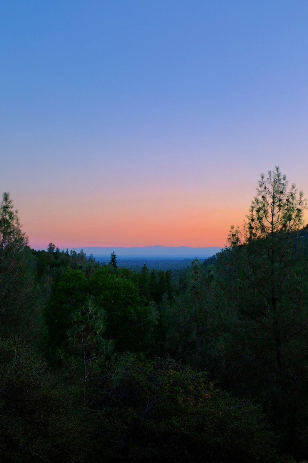 árboles verdes bajo el cielo azul durante el día