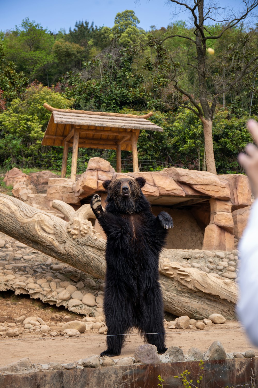 black bear on brown tree trunk during daytime