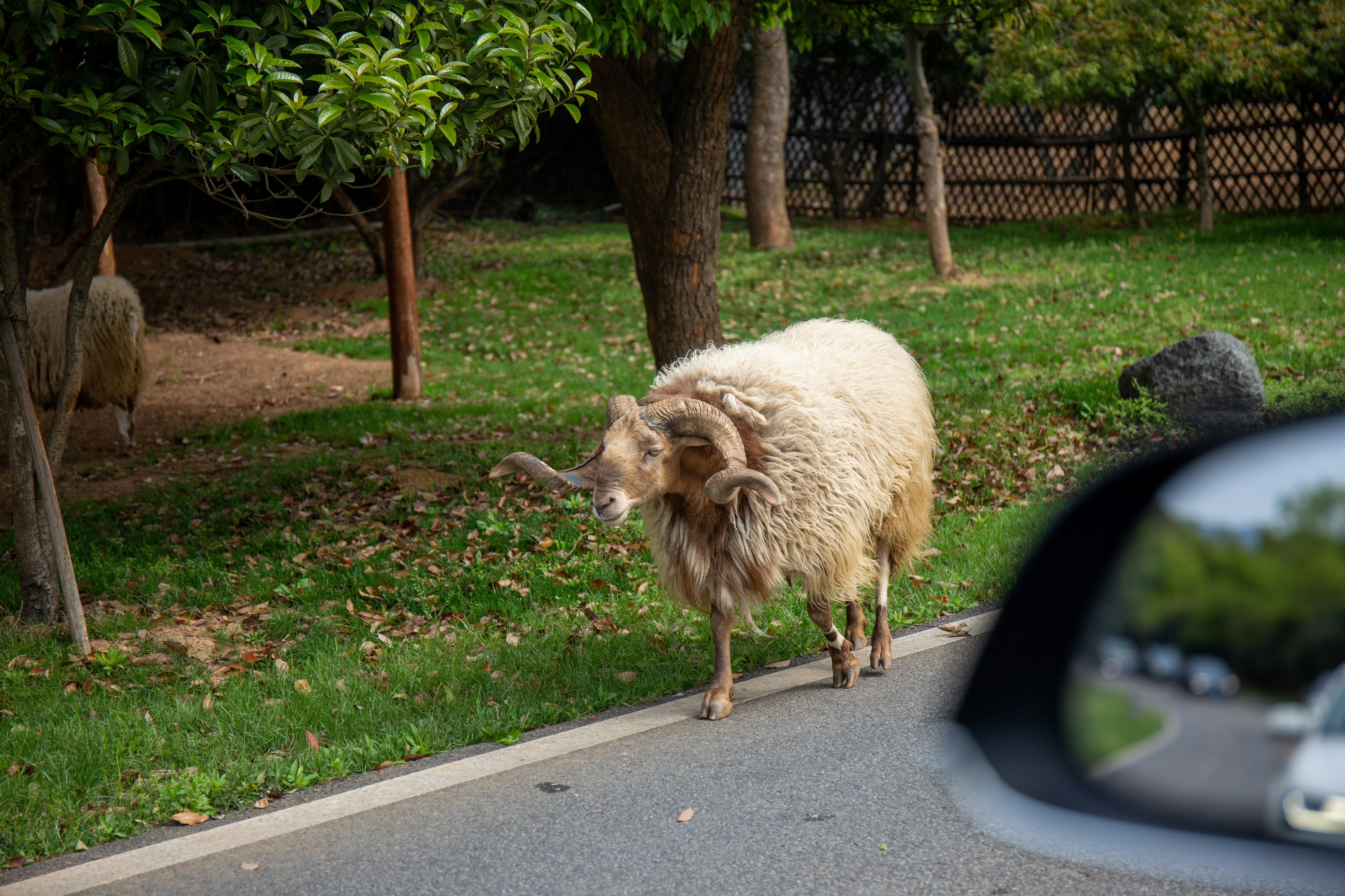 white sheep on gray asphalt road during daytime