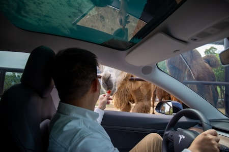 A person sits inside a car with a Tesla logo on the steering wheel, reaching out to feed a camel through the window. The scene takes place under a partially cloudy sky, visible through the car's sunroof.