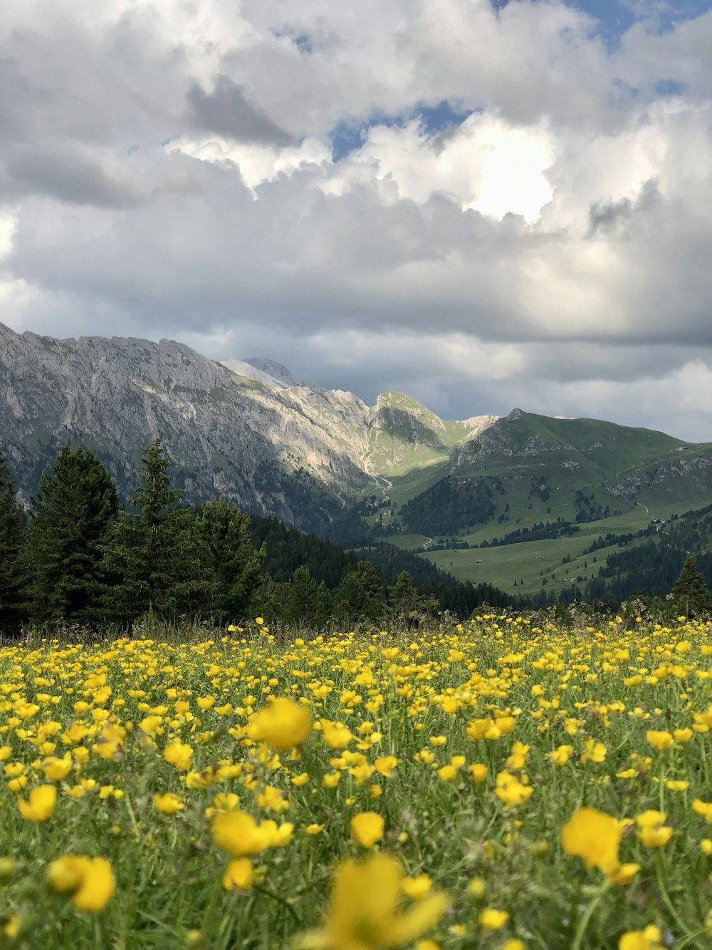 昼間は白い雲の下の緑の山々近くの黄色い花畑