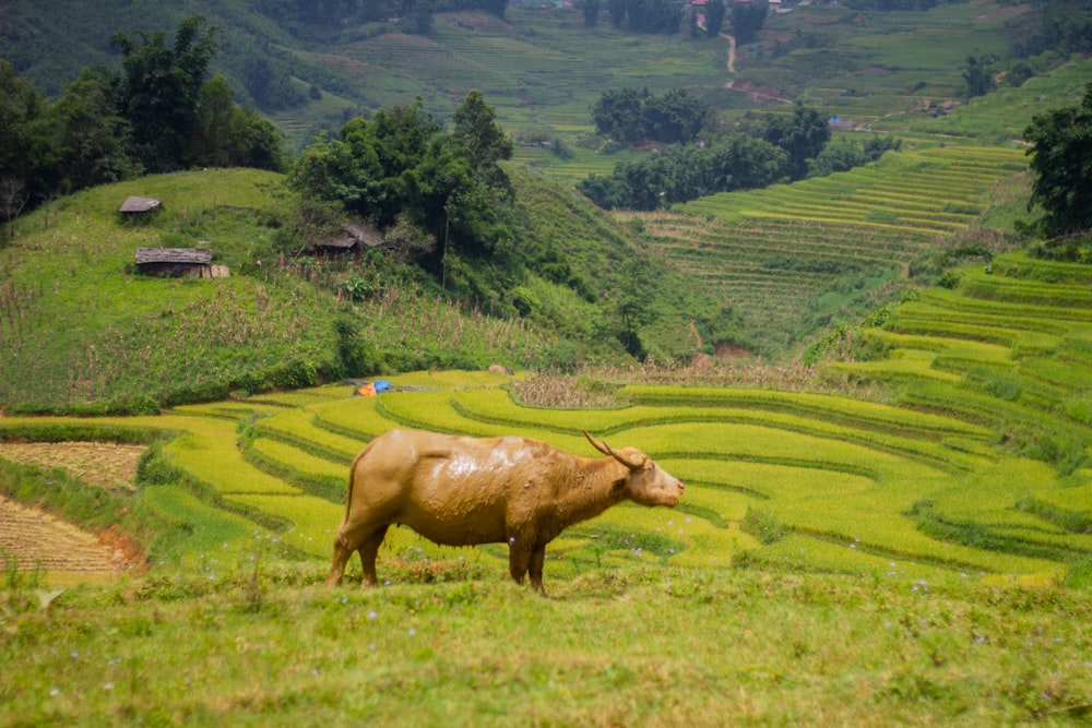 brown cow on green grass field during daytime