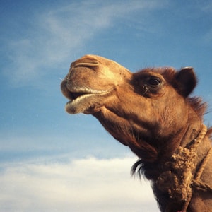 brown camel under blue sky during daytime