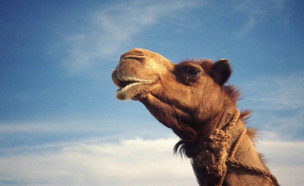 brown camel under blue sky during daytime