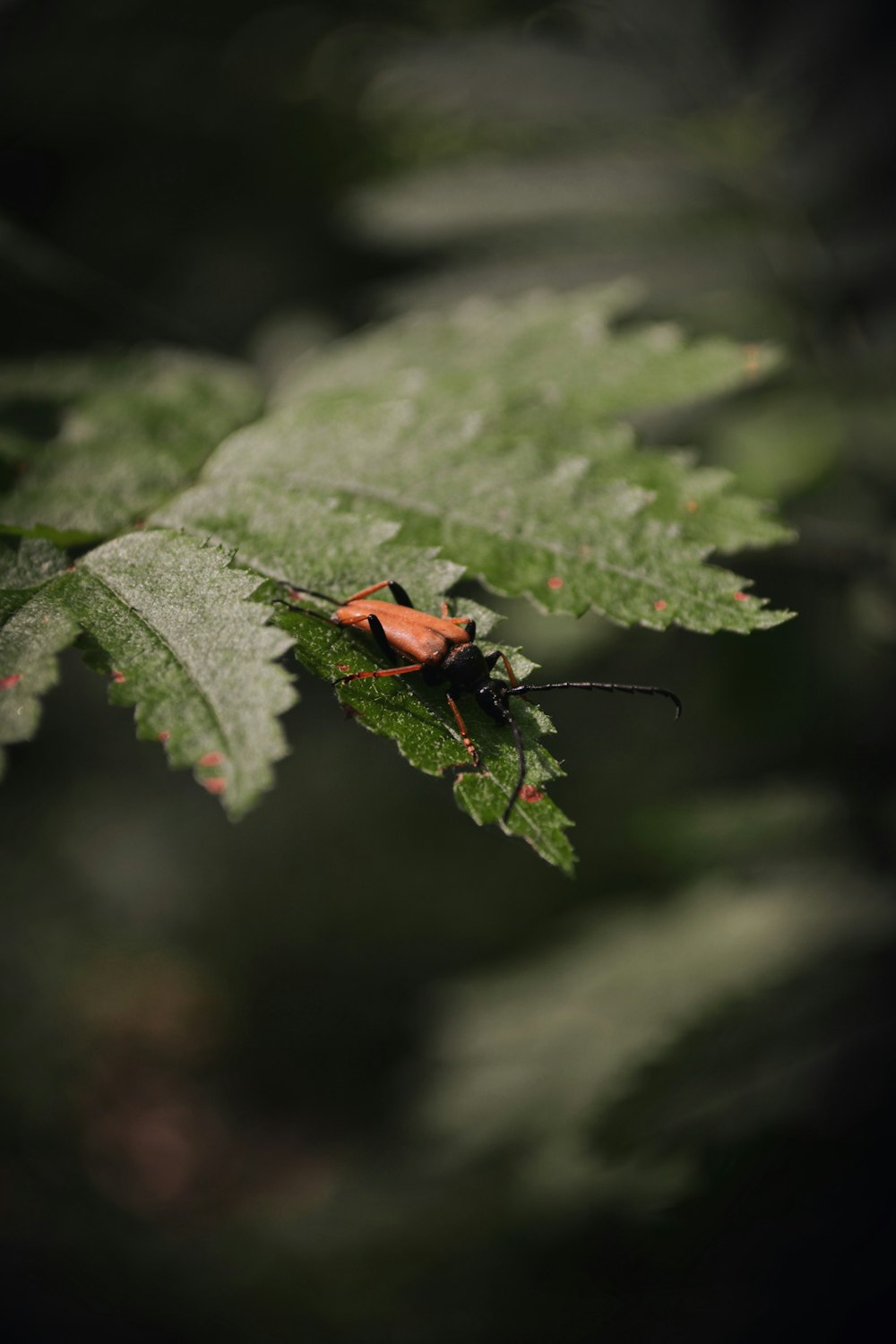 brown and black bug on green leaf