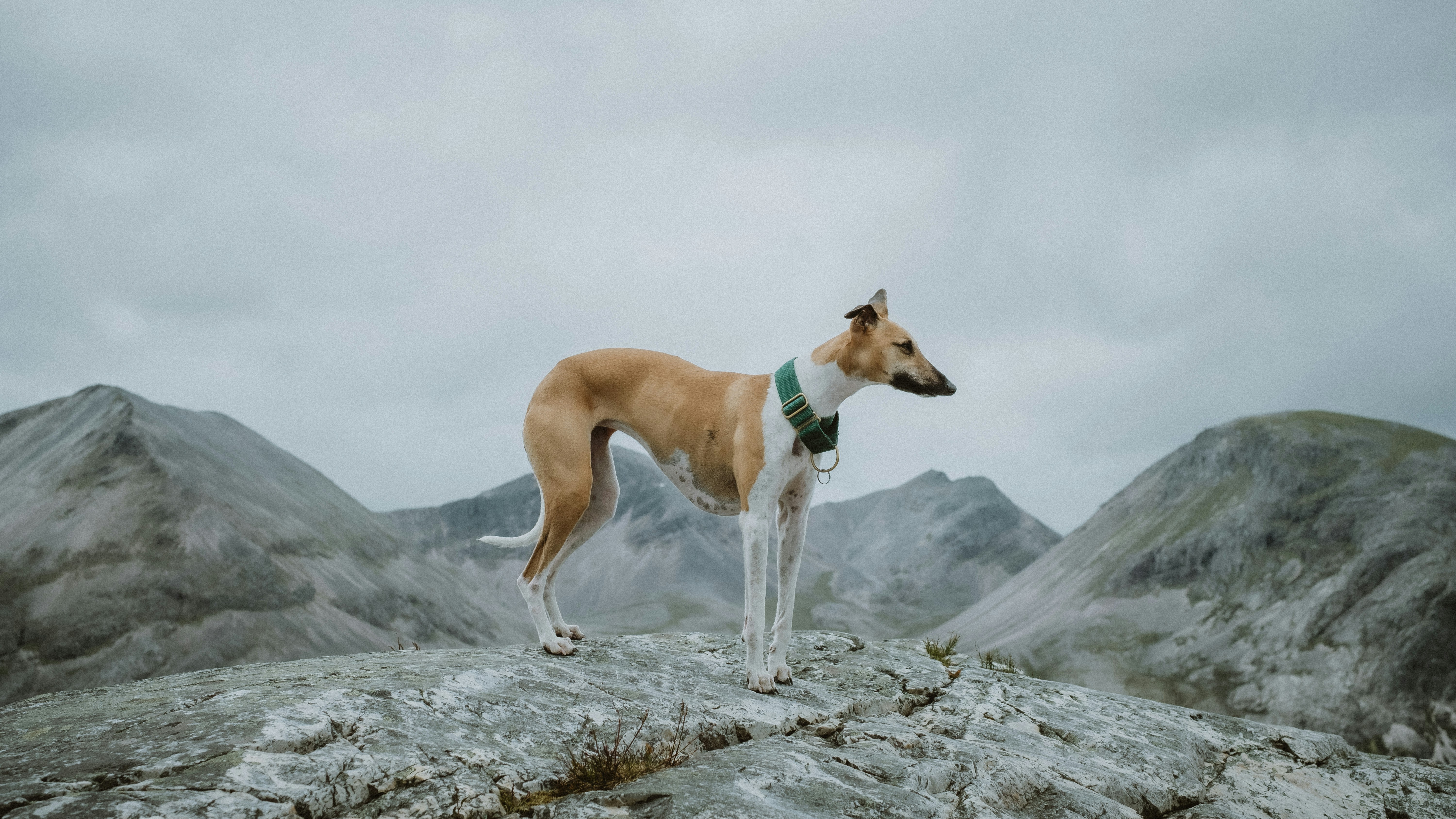 brown and white short coated Whippet dog on gray rock