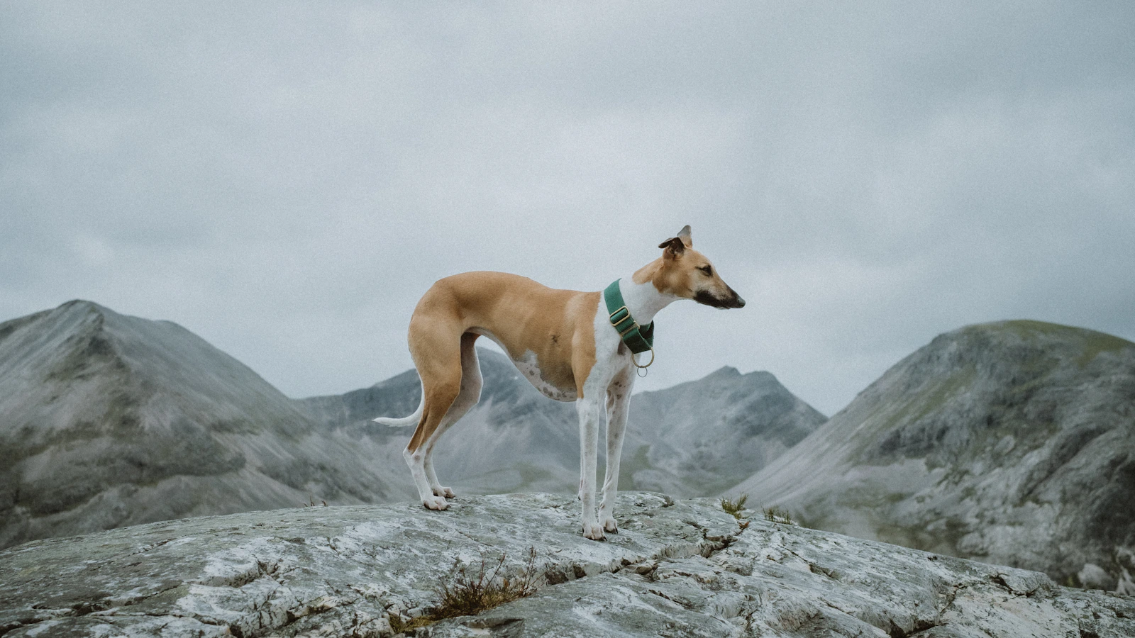 Brown and white Whippet standing on rocks, photo by Mitchell Orr on Unsplash