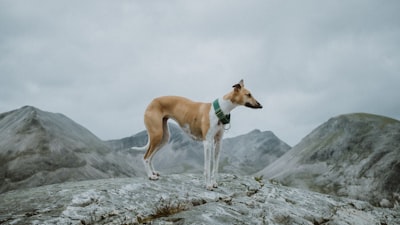 brown and white short coated dog on gray rock
