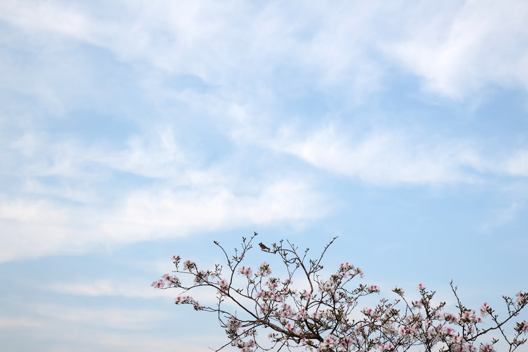 leafless tree under white clouds and blue sky during daytime