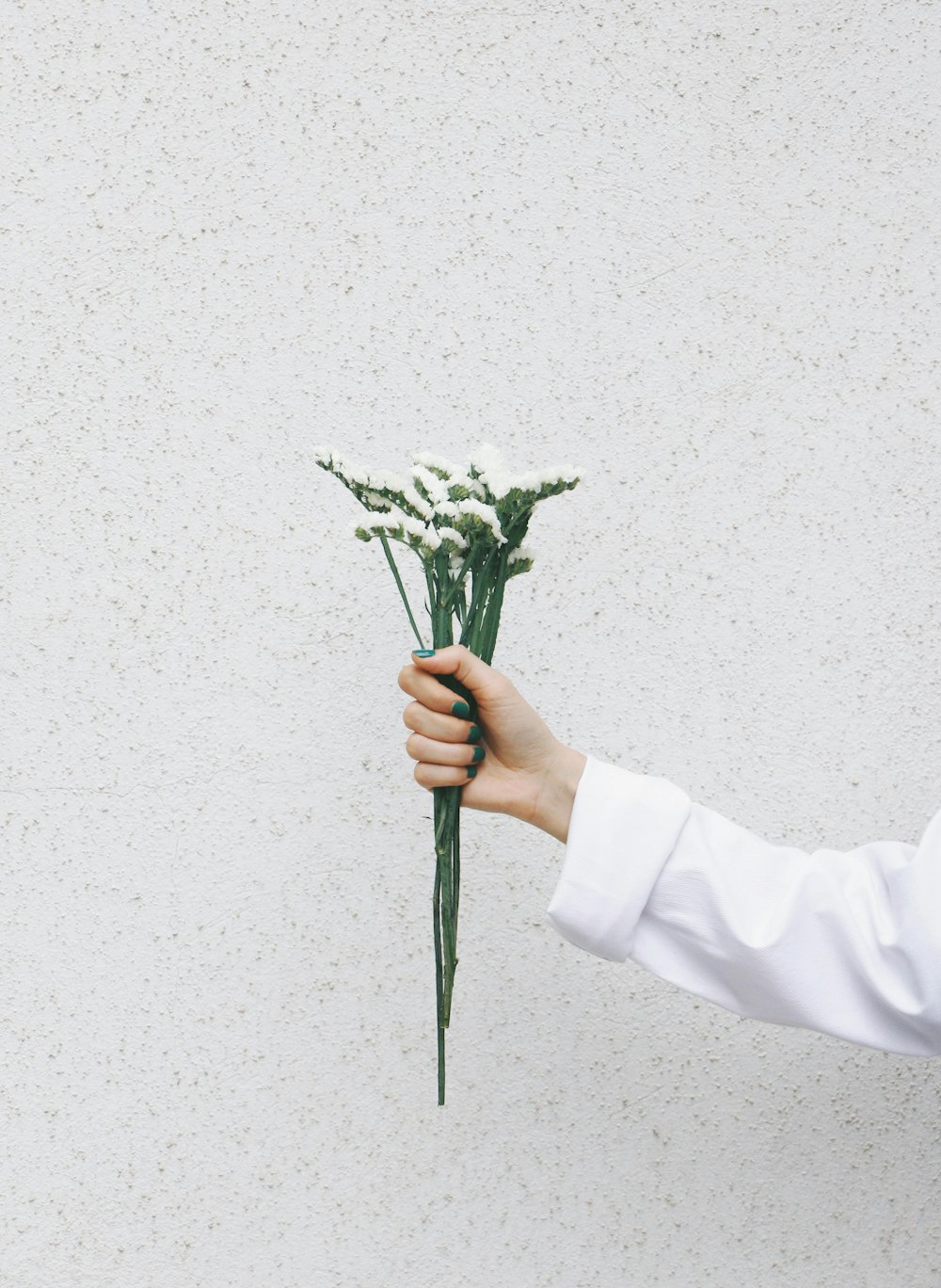 person holding green plant with white background