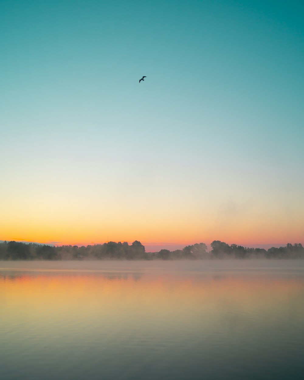 Vogel, der bei Sonnenuntergang über den See fliegt