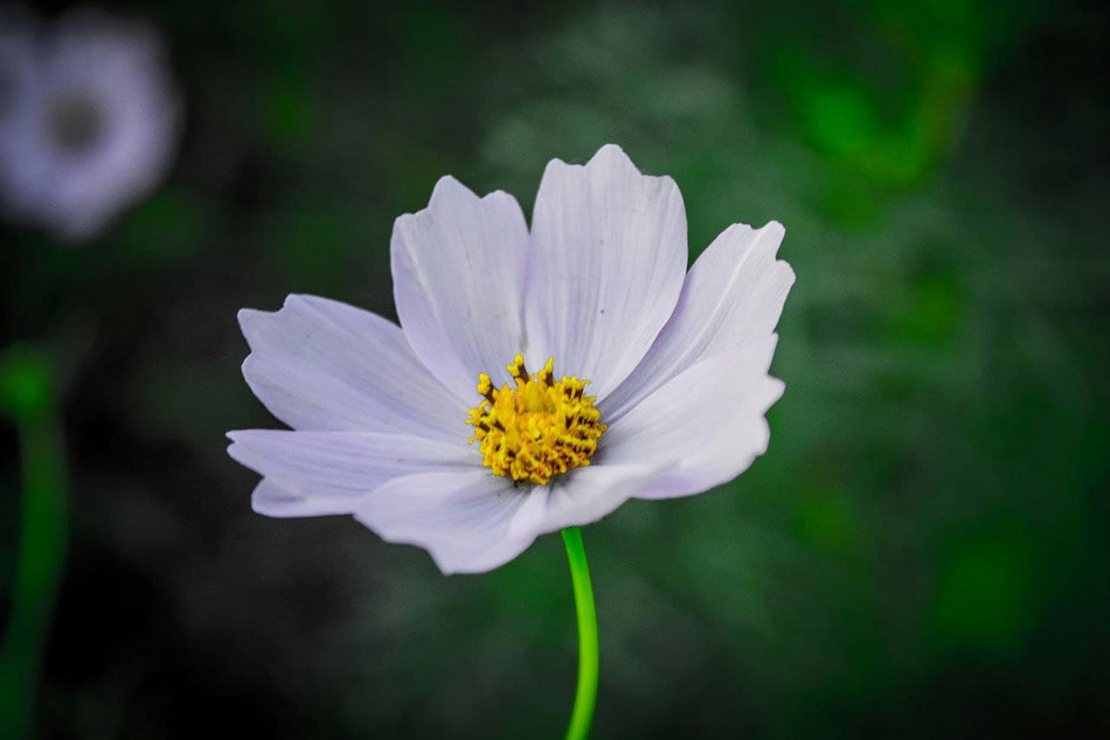 Photo by animgraphlab