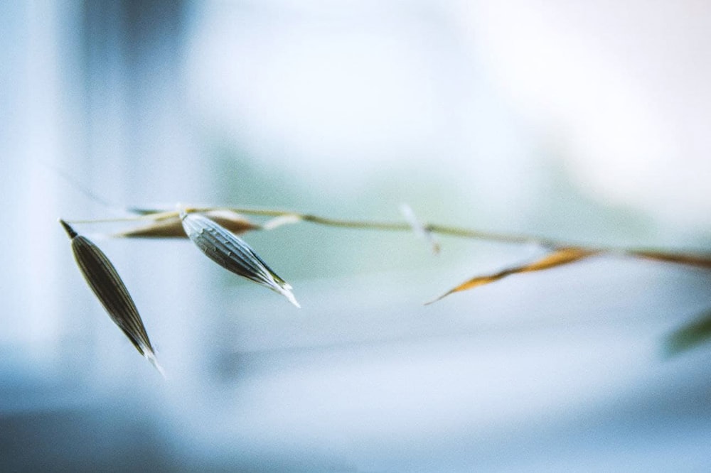 green plant in close up photography