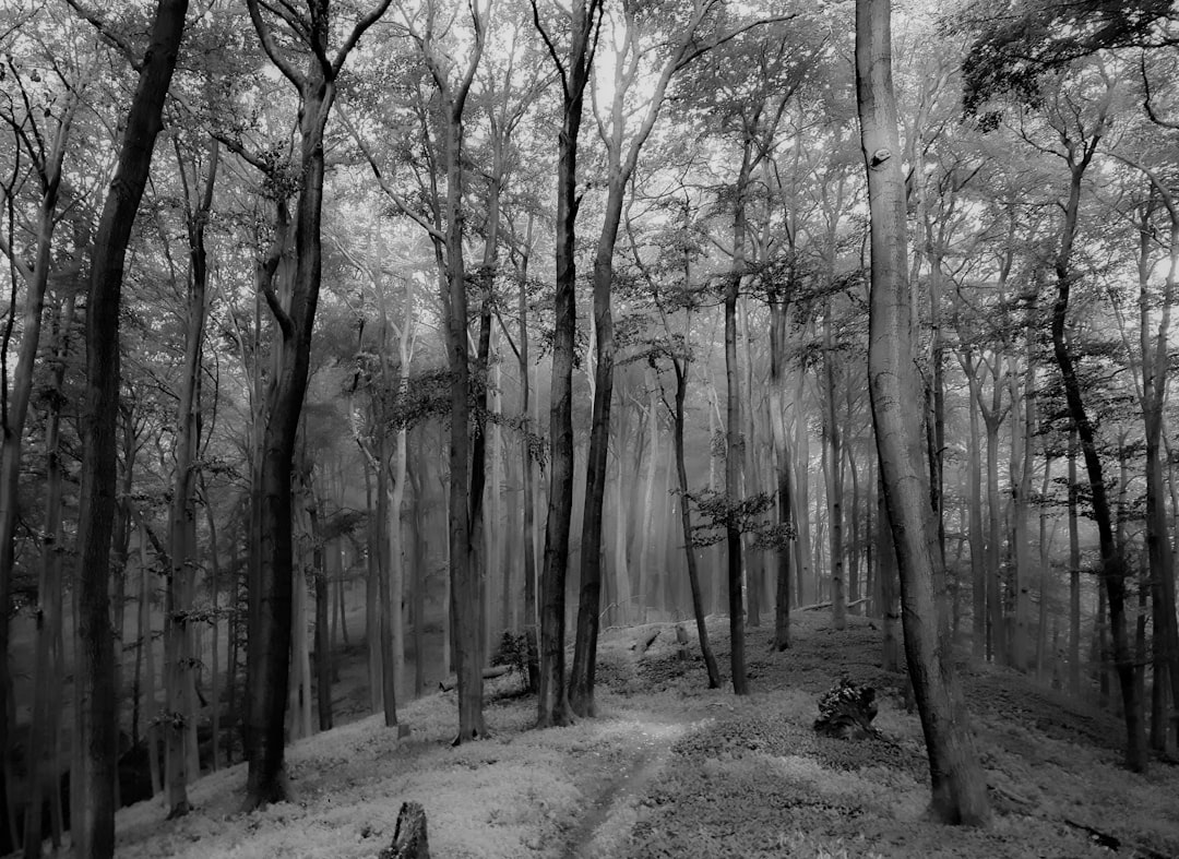 grayscale photo of trees on forest