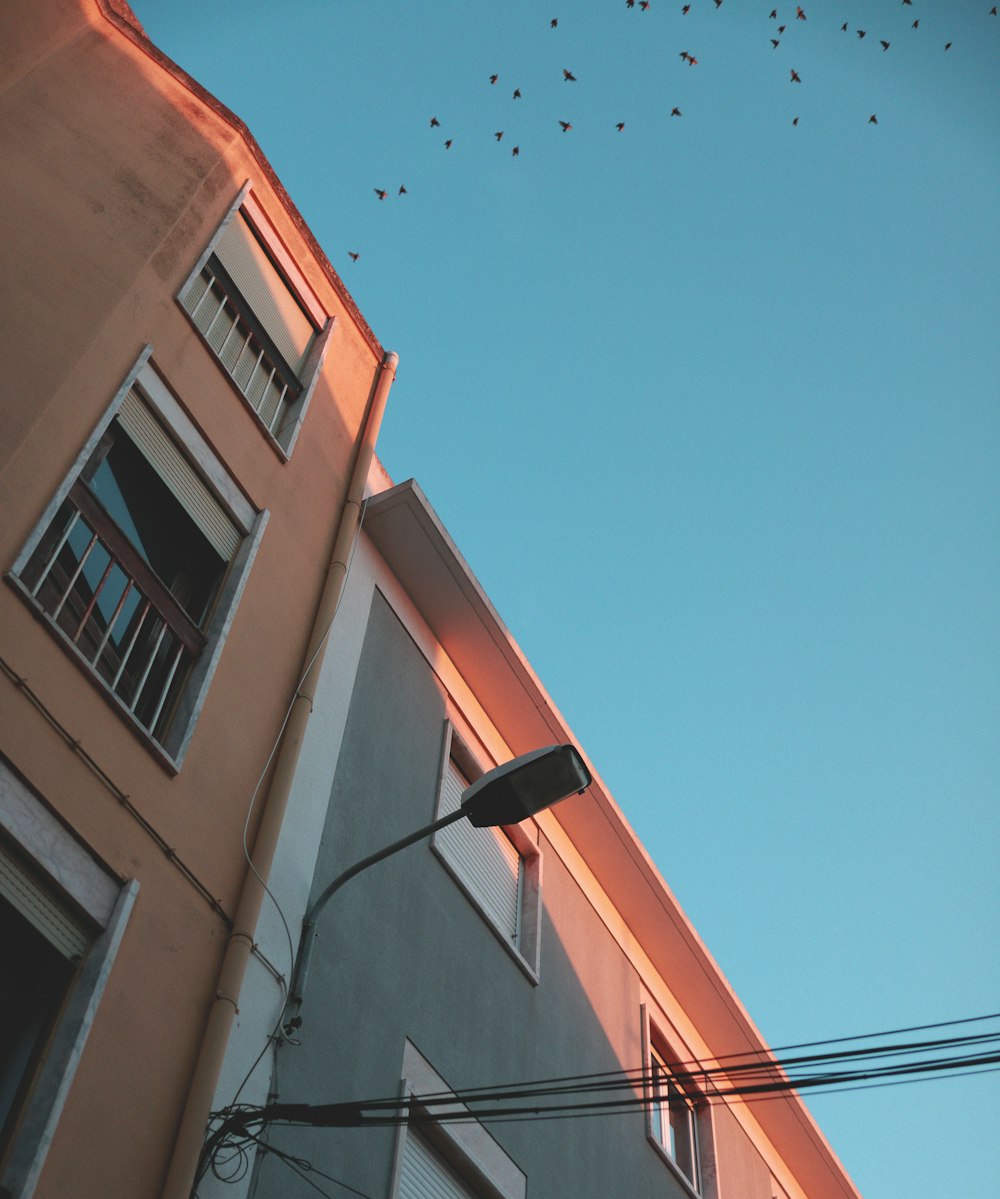flock of birds flying over brown concrete building during daytime