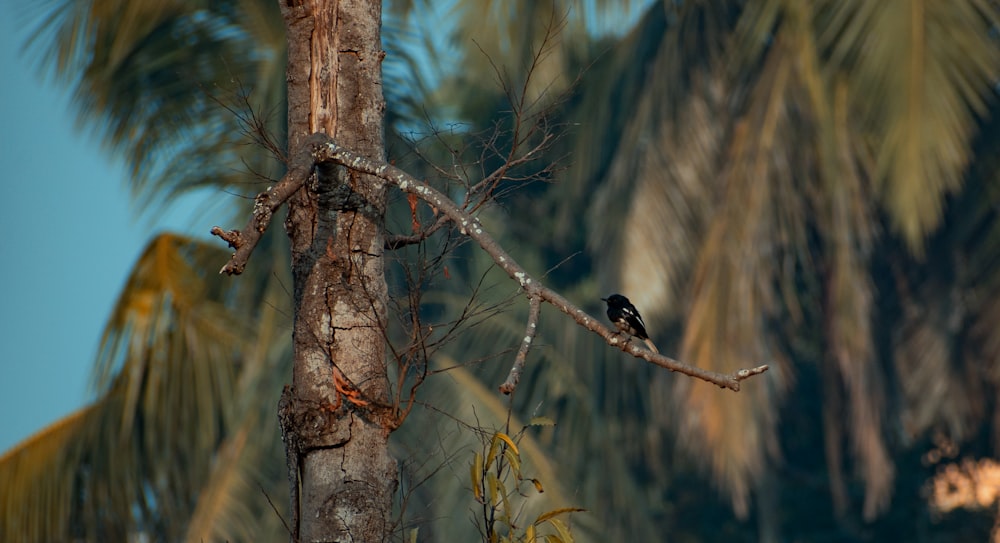 black bird on brown tree branch during daytime