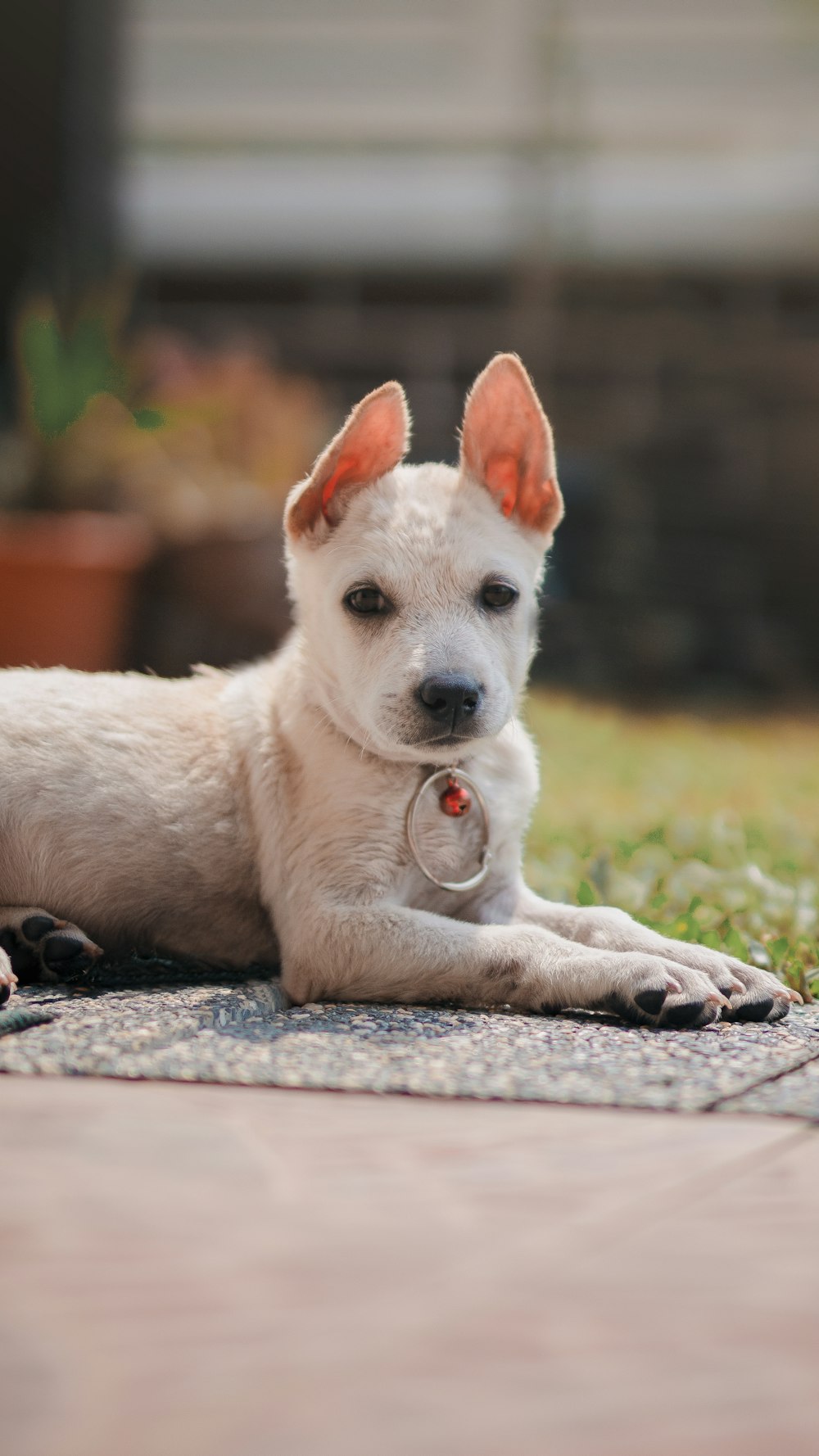 white short coated puppy lying on ground